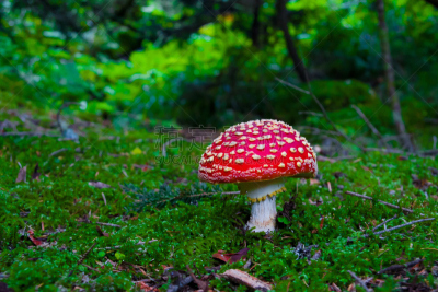 食品,公亩,蘑菇,红色,伞形毒菌,水平画幅,树桩,无人,森林,草