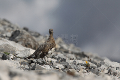 岩雷鸟,雷鸟,松鸡,自然,野生动物,国家公园,水平画幅,无人,野外动物,户外