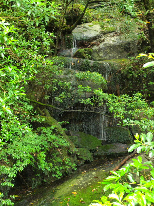 屋久岛,鹿儿岛县,日本,森林,自然,垂直画幅,公主,苔藓,旅行者,绳文杉