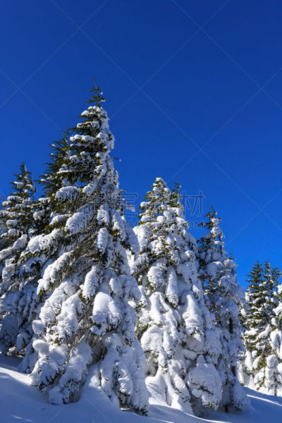 冬天,森林,八岳山,北岳山,自然,垂直画幅,地形,巴岳山,长野县,无人