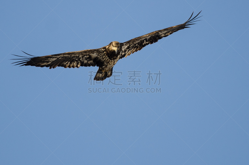 幼小动物,白头鹰,天空,海洋,自然,褐色,野生动物,美国,食肉鸟,人的头部