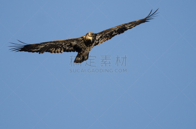 幼小动物,白头鹰,天空,海洋,自然,褐色,野生动物,美国,食肉鸟,人的头部