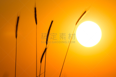 背景,黄金,哈萨克斯坦,惠特兰,收获月,风景线拱,图像,无人,阳光光束