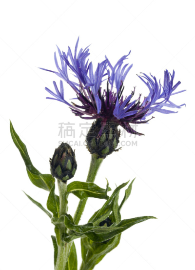 山矢车菊,矢车菊,山,自然,垂直画幅,无人,蓝色,背景分离,特写,仅一朵花