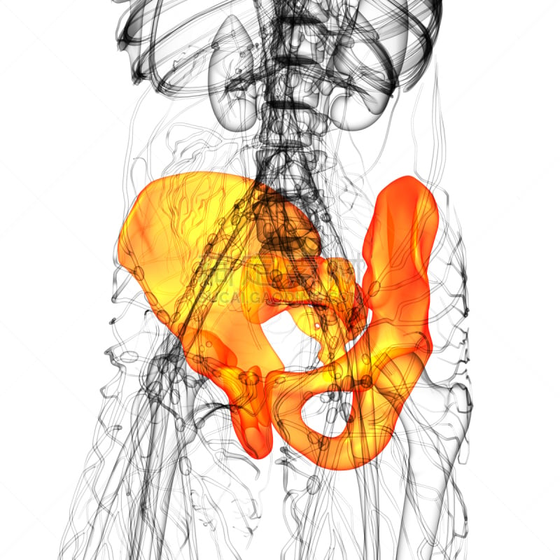 骨盆,健康保健,骨骼,插画,股骨,人体子宫,软骨,人类骨架,四肢,脊柱