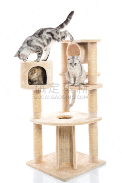 猫,可爱的,塔,垂直画幅,窗户,头发,毛皮,猫科动物,肖像,泰国