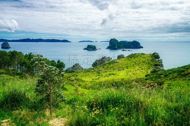 草,cathedral cove,绿色,科罗曼德尔半岛,新西兰,四只动物,枝繁叶茂,美,水平画幅,草坪