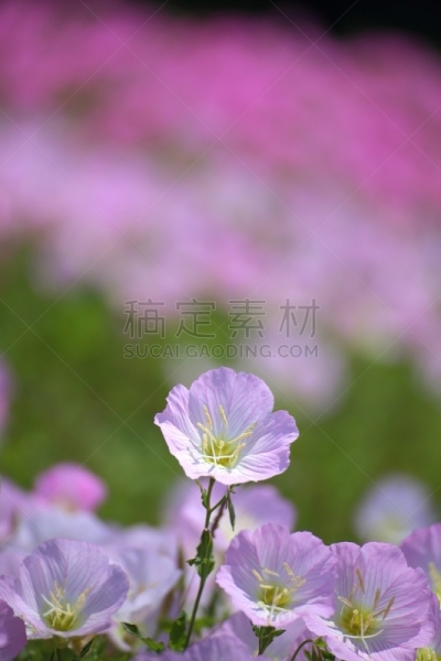 樱草花,黄昏,垂直画幅,天空,美,公园,无人,夏天,户外,特写