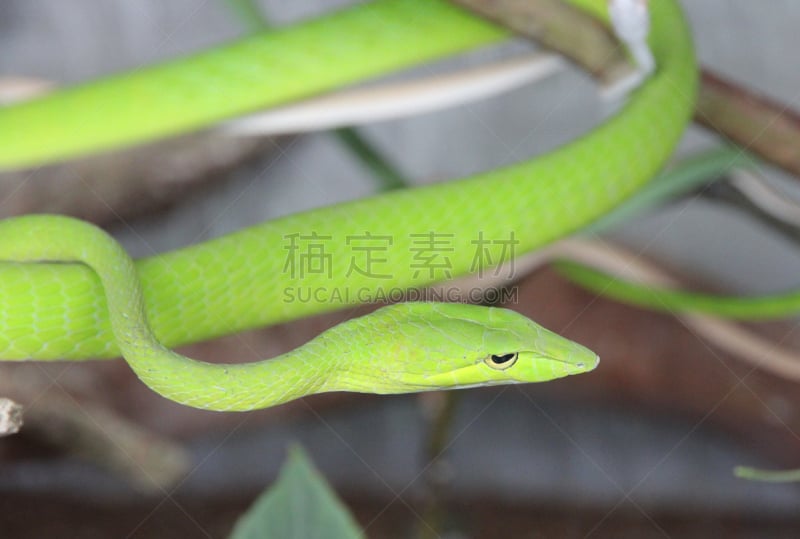 蔓藤蛇,有蔓植物,水平画幅,绿色,亚洲,蛇,动物身体部位,动物头,摄影