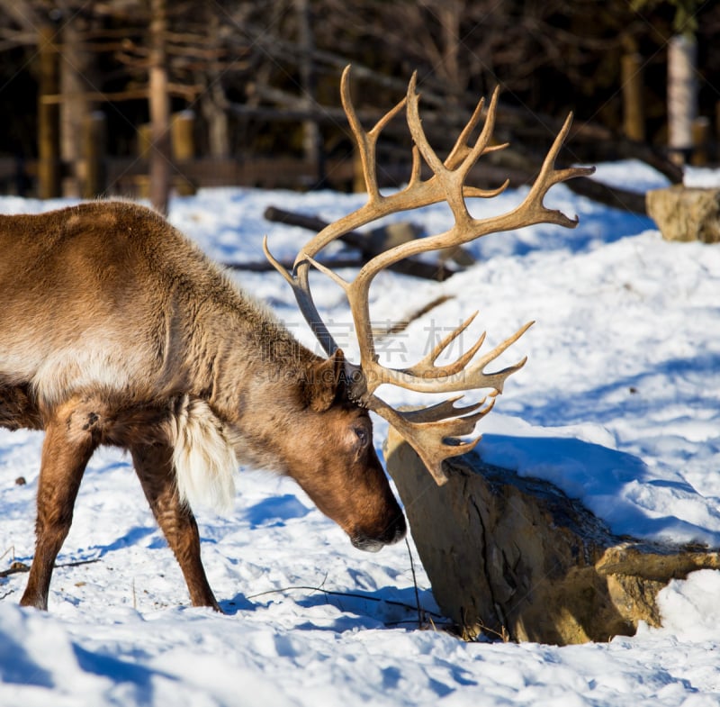 拉普兰,动物雪车,贺卡,雄鹿,美国西部,水平画幅,圣诞节,雪,圣诞老人,北美