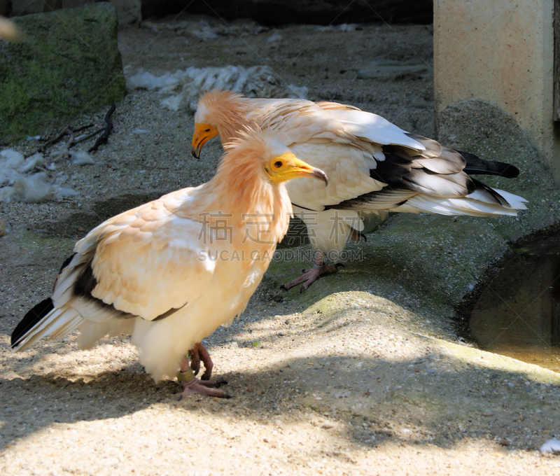 egyptian vulture,食肉鸟,水平画幅,橙色,鸟类,动物身体部位,翅膀,黑色,白色,黄色