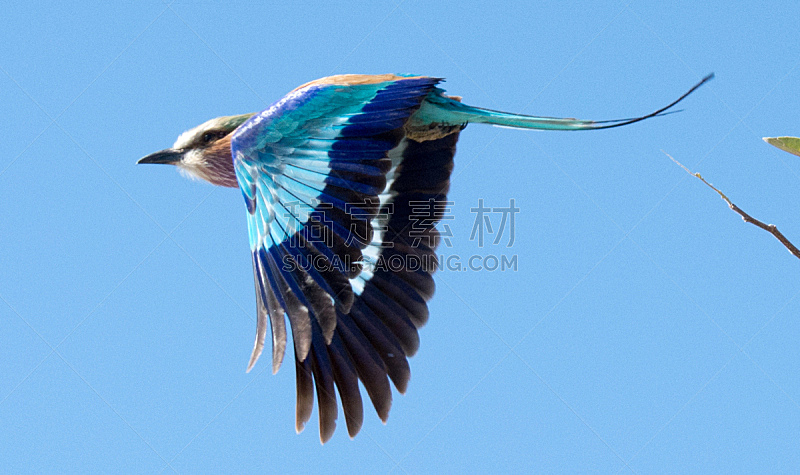 南方深红色食蜂鸟,天空,水平画幅,蓝色,鸟类,非洲,户外,2015年,博茨瓦纳,纳米比亚