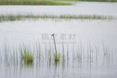 谷仓,湖,地形,燕子,海滩,自然美,家燕,湖岸,沼泽,杆