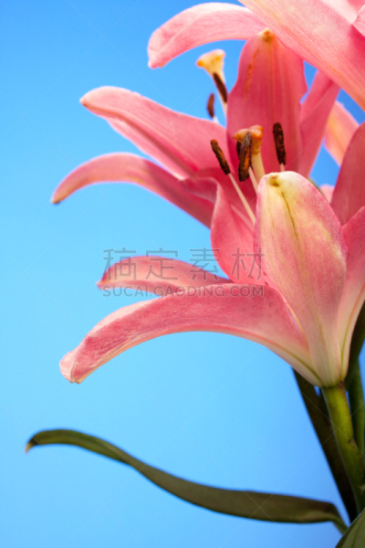 百合花,粉色,占星百合,自然,垂直画幅,美,色彩鲜艳,蓝色,背景分离,自然美