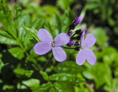 Honesty Plant,仅一朵花,自然,美,二年生植物,水平画幅,特写,自然美,花,摄影