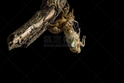 蝉,水平画幅,透明,无人,日本,科学实验,延时摄影,家庭作业,摄影,羽化
