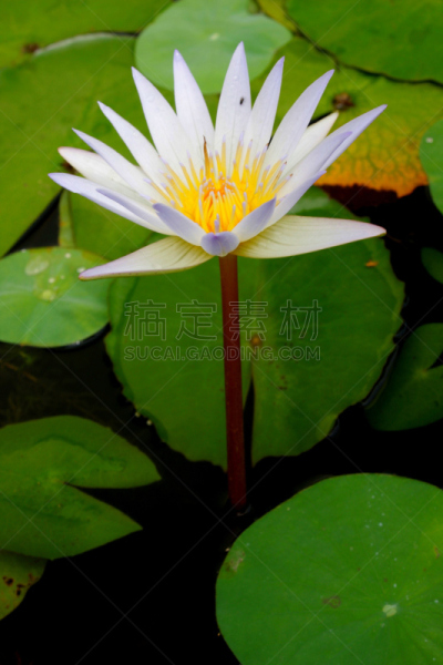 百合花,水彩画颜料,紫色,莲藕,垂直画幅,荷花,睡莲,无人,夏天,异国情调