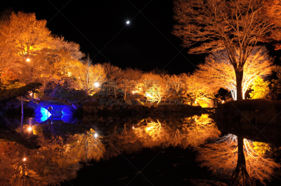 冬天,樱桃树,照明设备,正下方视角,自然美,水,夜晚,光亮,曙暮光,光