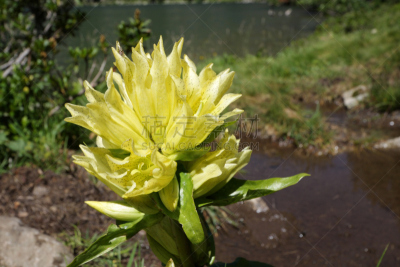 龙胆属植物,花冠,自然,水平画幅,秧苗,无人,木兰纲,龙胆目,植物,花头