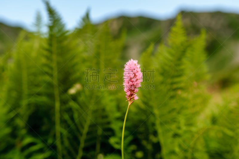 阿波卡次共和国,蓼科杂草,高加索山脉,天空,美,水平画幅,无人,拳参,夏天,户外