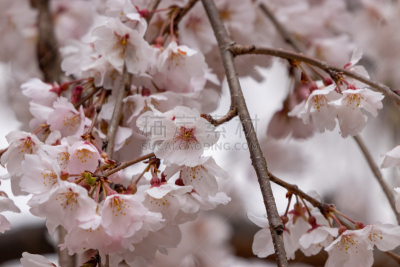 日本,樱花,市川,千叶县,城市,可爱的,传统,公园,二月,春天