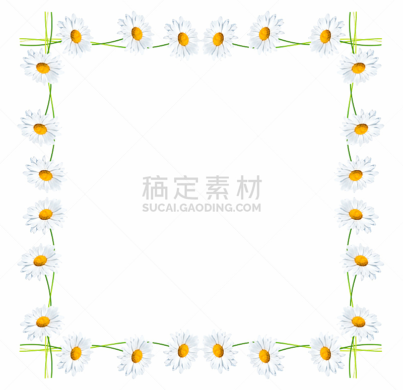 白色背景,雏菊,分离着色,一个物体,背景分离,浪漫,洋甘菊茶,壁纸,春天,植物