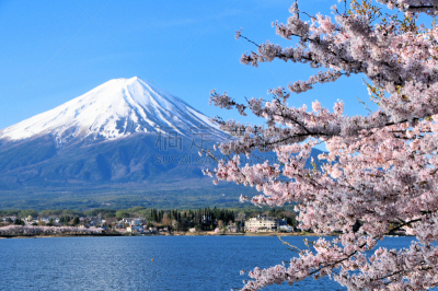 富士山,樱桃树,天空,美,水平画幅,樱花,无人,纯净,户外,著名自然景观