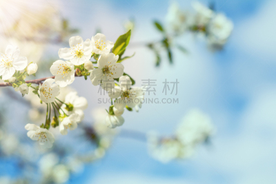 樱花,艺术,春天,背景,白色,杏树,杏,天使,果园,天空