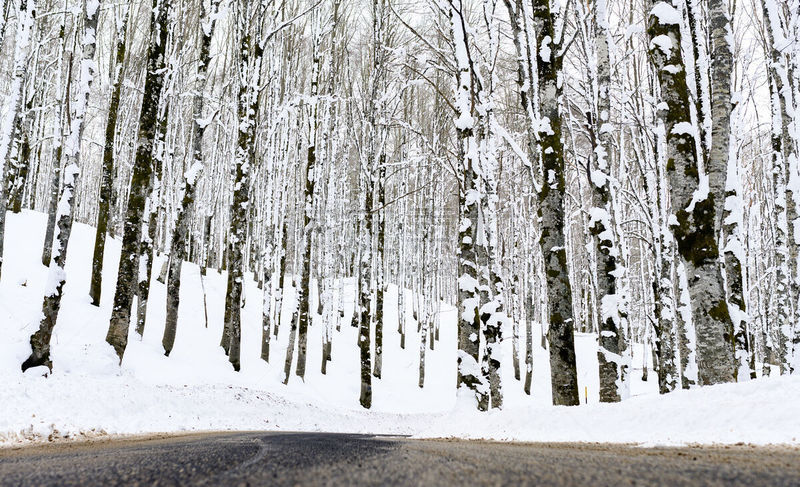 松树,莫利塞,风景,冬天,国家公园,路,雪,意大利,拉奇奥,森林