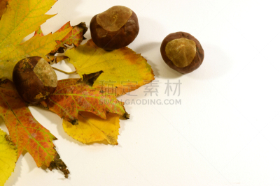 秋天,叶子,七叶树种子,栗树,自然,美,水平画幅,绿色,无人,背景分离