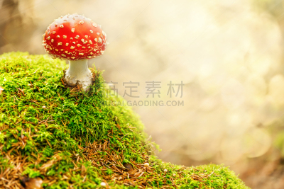 毒蝇菇,水平画幅,无人,苔藓,夏天,户外,超自然,毒蘑菇,树林,彩色背景