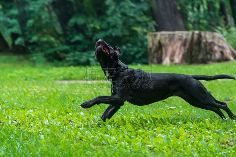 纯种犬,球,狗,草,背景,小狗,意大利,自然,獒,跑