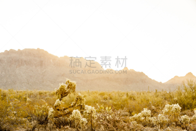 热,沙漠,日光,皮马县,水平画幅,无人,夏天,户外,植物,美国西南部
