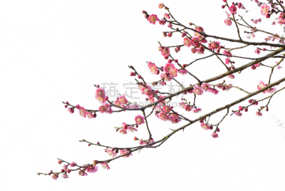 春天,天空,美