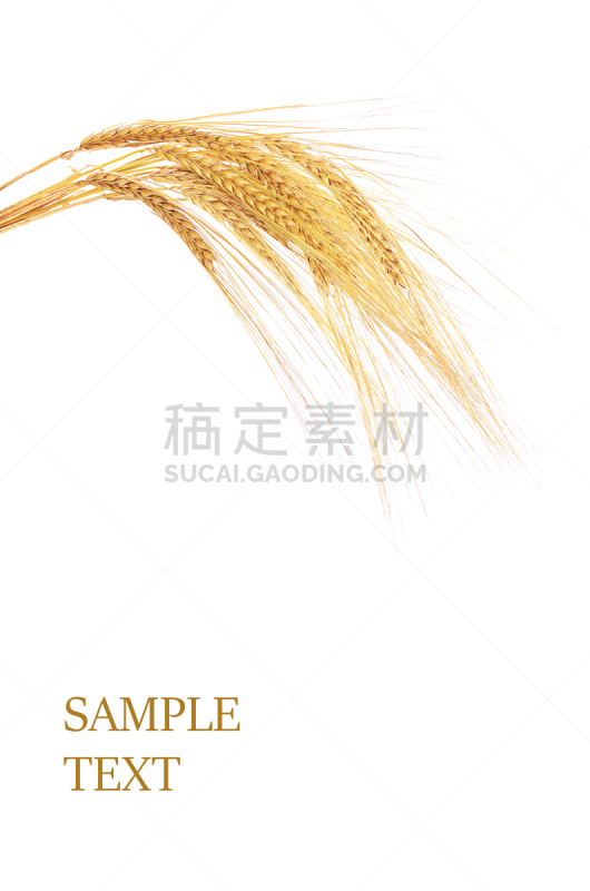 熟的,小麦,人的耳朵,白色,分离着色,垂直画幅,尖的,组物体,干的,特写