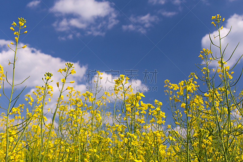 田地,蓝色,油菜花,云,在下面,天空,枝繁叶茂,夏天,草,明亮