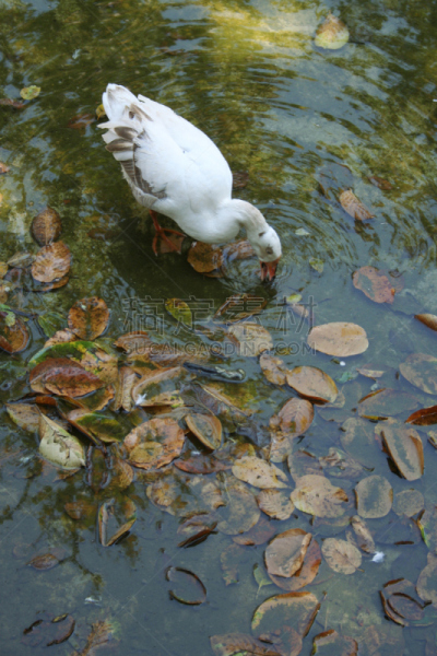 鸭子,地下水,垂直画幅,水,鸟类,户外,水禽,运动,看,彩色图片