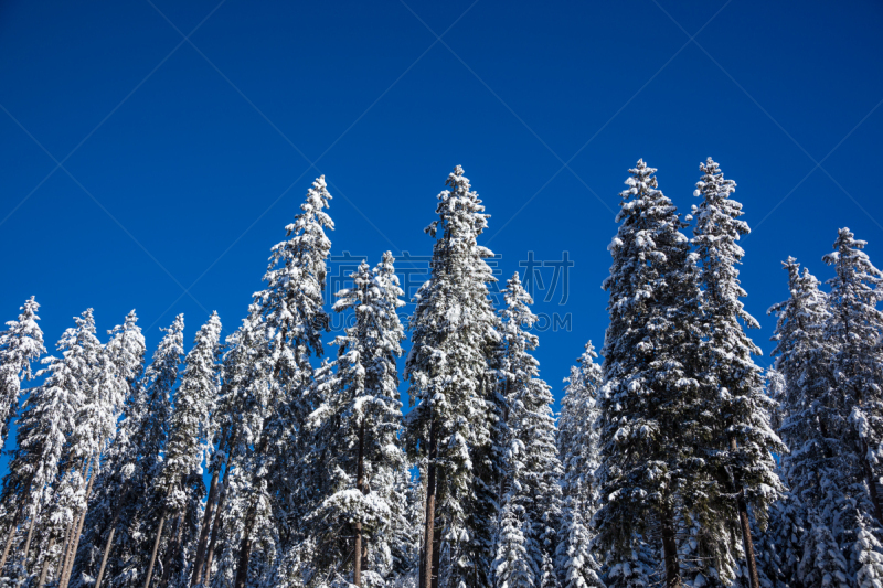 松树,雪,伦策海德,瑞士阿尔卑斯山,天空,寒冷,水平画幅,无人,蓝色,欧洲