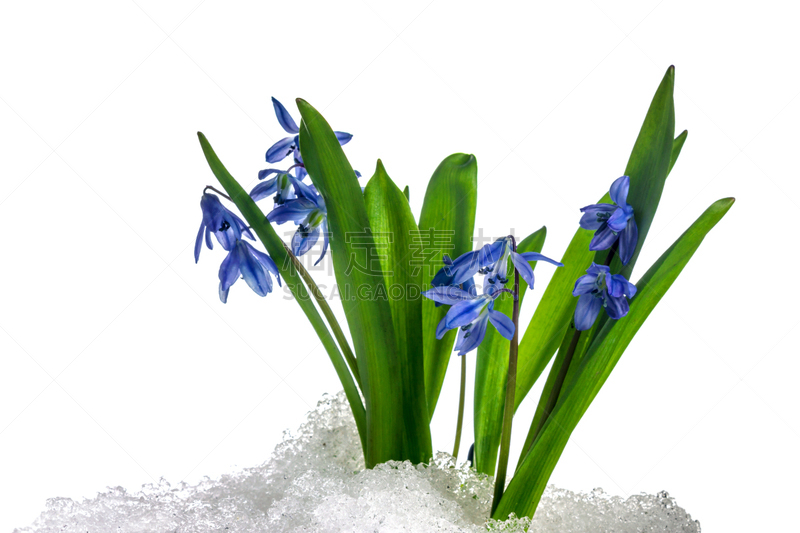 斯库拉,雪花莲,花卉花环,水,美,水平画幅,纹理效果,雪,无人,偏远的