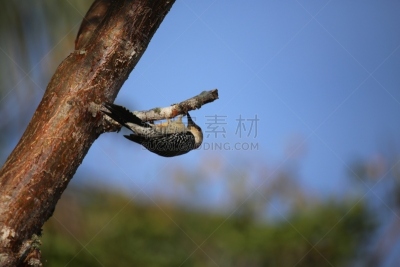 红腹啄木鸟,天空,水平画幅,绿色,木制,无人,蓝色,户外,黑色,红色