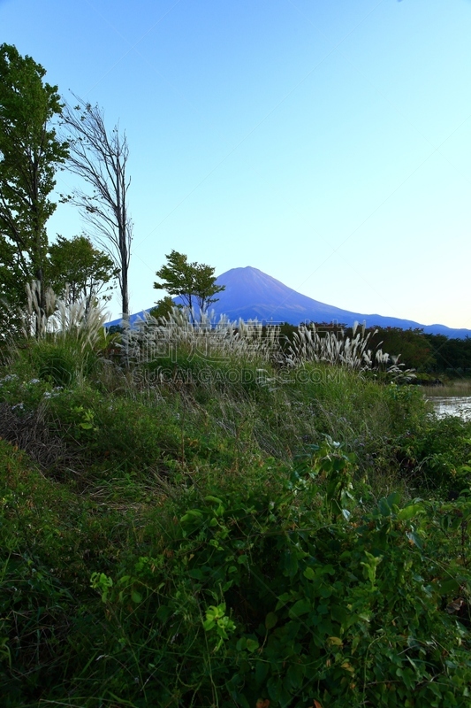 河口湖,富士山,芒草,富士河口湖,垂直画幅,秋天,夜晚,无人,日本,早晨