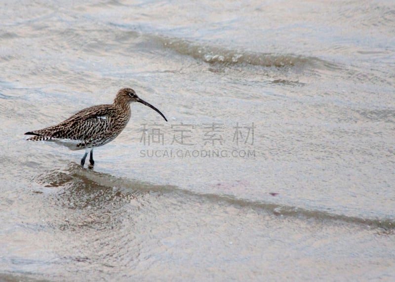 白腰杓鹬,自然,野生动物,水平画幅,无人,杓鹬,侧面像,鸟类,野外动物,弯曲