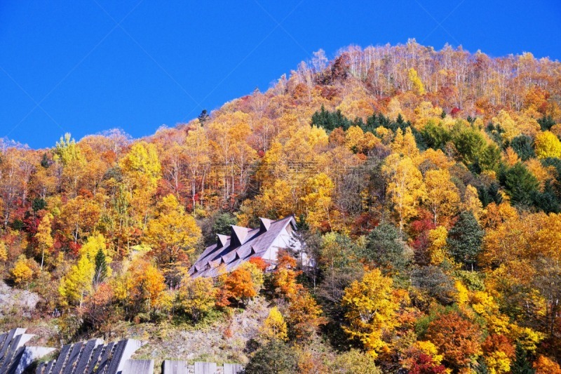 秋天,札幌,北海道,温泉,水平画幅,枫叶,无人,枫树,晕影效果,红色