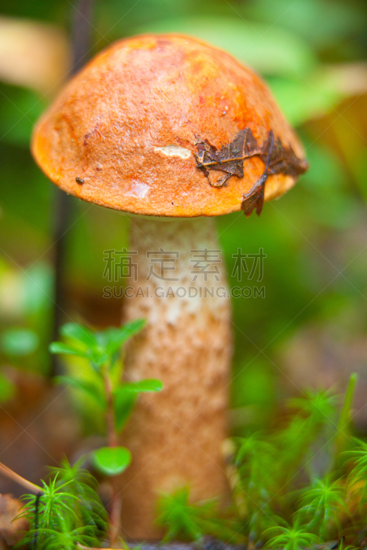 森林,自然美,鸭舌帽,栽培植物,草菇,羊肚菌,柳叶,牛肝菌,绿色背景,垂直画幅