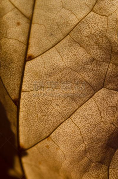 自然,抽象,叶脉,植物细胞,叶表皮,叶子,垂直画幅,褐色,式样,秋天