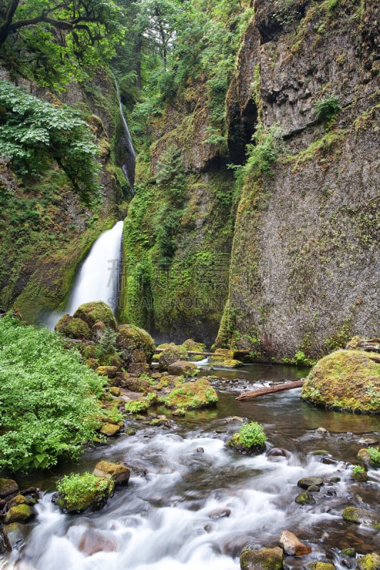 夏天,wahkeena waterfall,早晨,垂直画幅,水,哥伦比亚河谷,俄勒冈州,俄勒冈郡,美国,瀑布