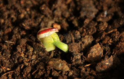 豆,豆芽,植物属性,水平画幅,素食,能源,无人,重新造林,芽痕,泥土