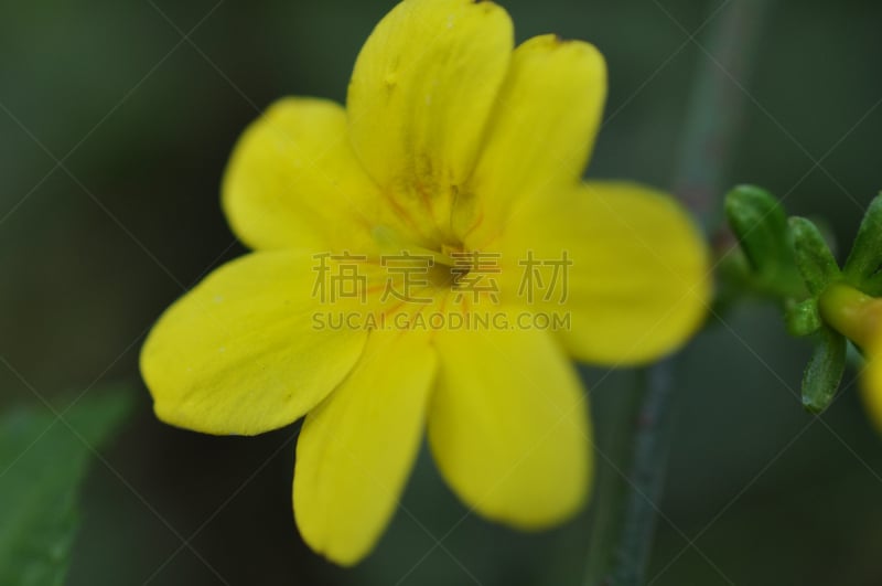 仅一朵花,黄色,佩塔提克瓦,自然,水平画幅,绿色,无人,野生植物,野花,植物