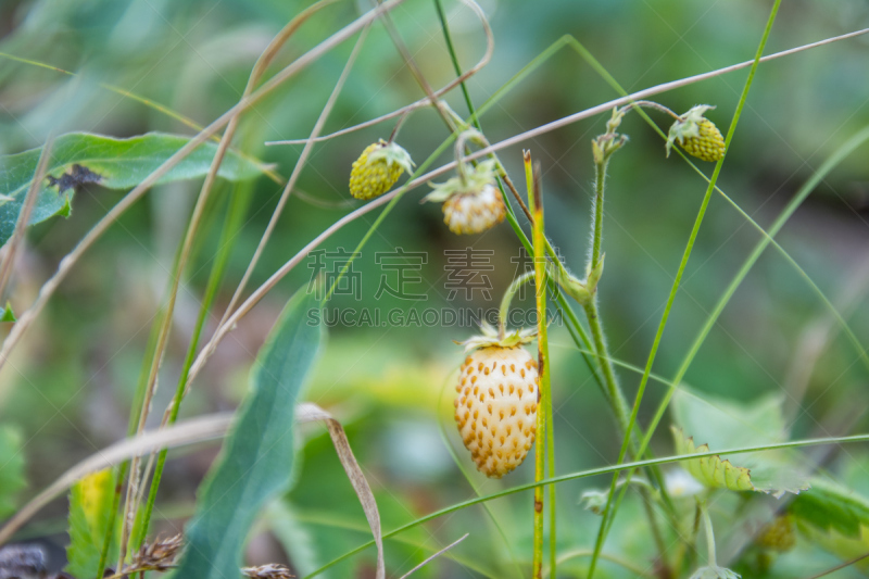 草莓,白色,森林,水平画幅,夏天,干的,特写,俄罗斯,刺针樱桃树木,植物