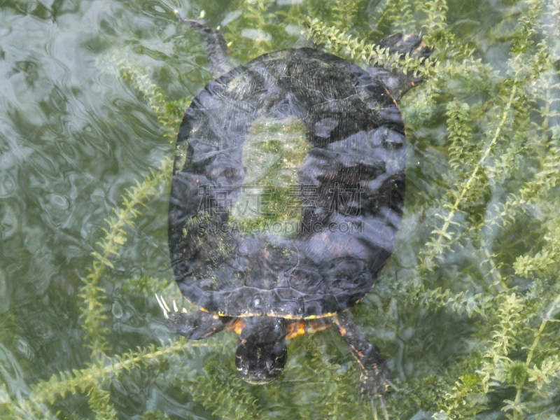 伪龟属,佛罗里达红腹黑鸭,海龟,野生动物,爬行纲,水生植物,水平画幅,湖,特写,图像